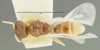Media type: image; Entomology 20842   Aspect: habitus dorsal view